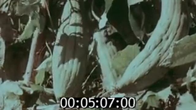 СССР. 1964 год. Хочу всё знать. N35. Киножурнал