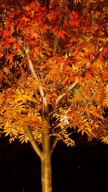 Красота и магия ландшафтной подсветки 😍