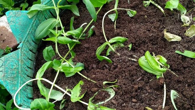 Хоть и холодно но высаживать надо уже