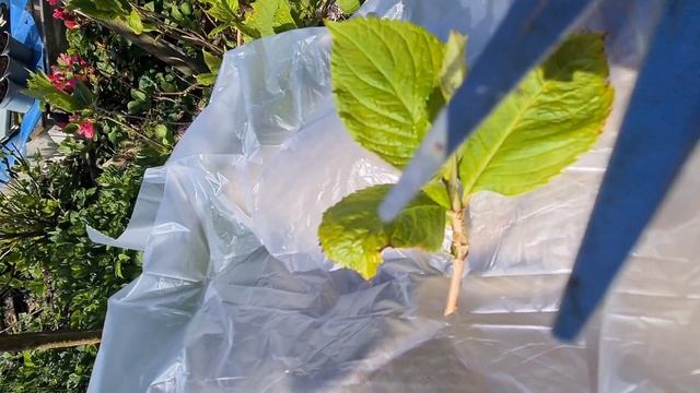 25.04.25. Ч.2.Крупнолистная Гортензия снимаем черенки с 13 и
