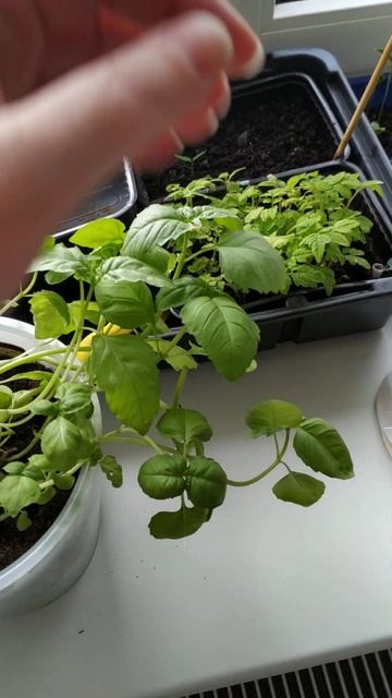 Базилик Вырасти меня через 2 мес.после посадки