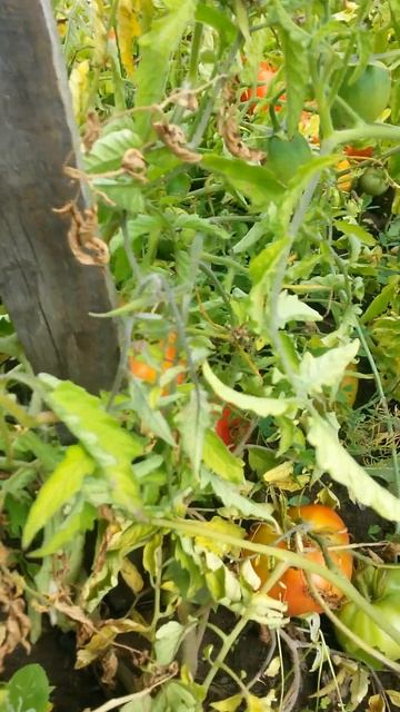 Двадцать пятый куст помидора Четырнадцатого Августа -