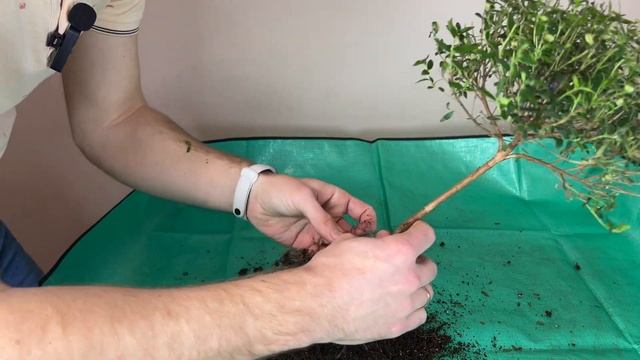 Експертні поради: пересадка мирту у бонсайний горщик.