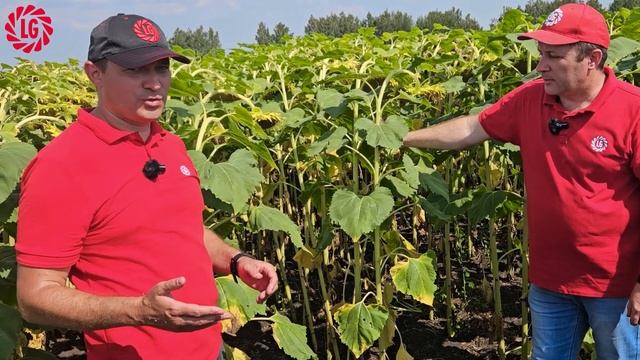 🌻Особенности ЛГ 50635 КЛП — флагманского гибрида подсо