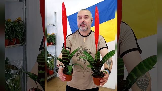Бромелия Вриезия Эра, цена 200 гривен! Бронь в вайбер 09967