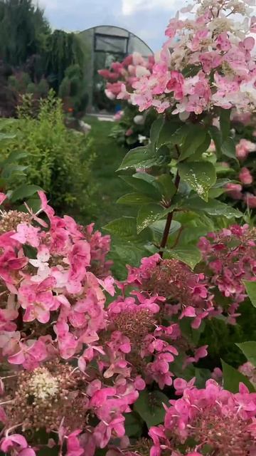 Гортензий в моем саду. #сад #гортензиивсаду #гортензия