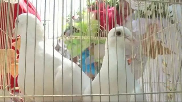 2d608e6275149c60b22e7d4cf052e8c6