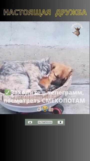 Дружба животных #прикол #смешное видео #shorts #short