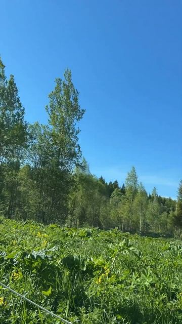 Обработка от борщевика в Ленинградской области. 8-911-014-