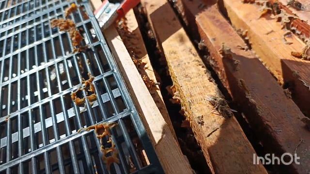 Пересадка пчёл , выпуск маток .
