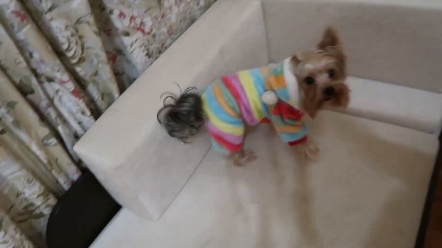 Одежда для собак с примеркой. Одежда для Йорка. Йоркширский терьер. Модная одежда для собак.