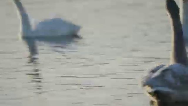 ХУНГИЙН СҮРЭГ НИСЭХИЙН ӨМНӨ