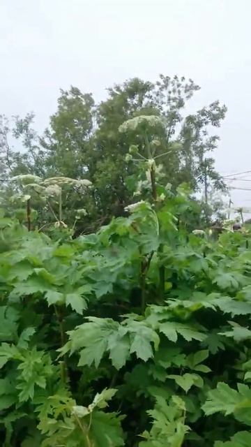 Сахалинский борщевик