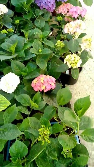 ГОРТЕНЗИЯ 🌼 несколько шагов от черенка 🌱до красоты?