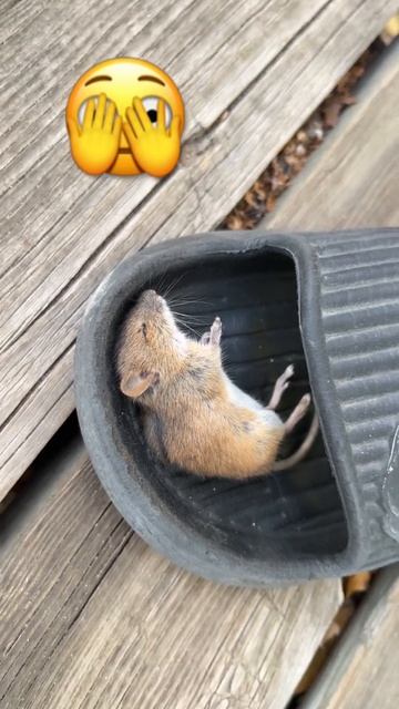 Знову мишка. #кішка#кошка#кошкавдоме #киця#миш#мишка#ми