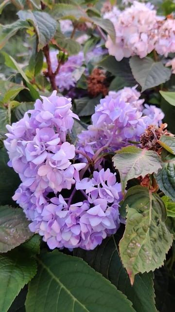 ГОРТЕНЗИЯ ЦВЕТЕТ (Hydrangea) (1)  #Shorts