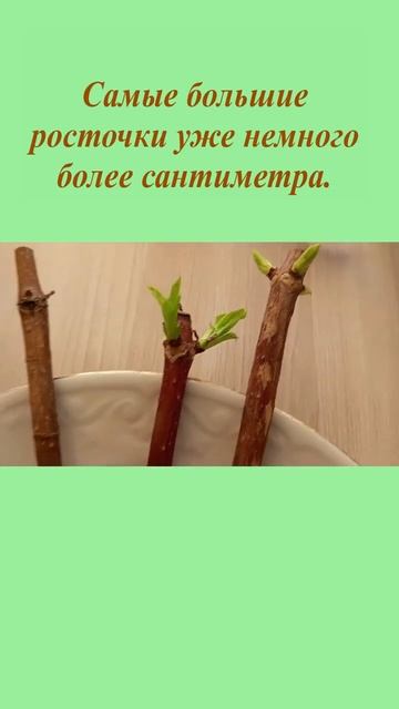 Нарезала ветки с метельчатых гортензий Ванила Фрайз и