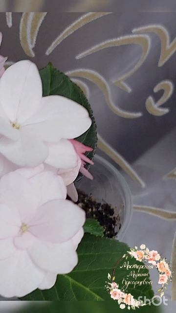 Крупнолистная гортензия