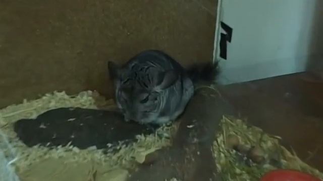 Владения ТГУ