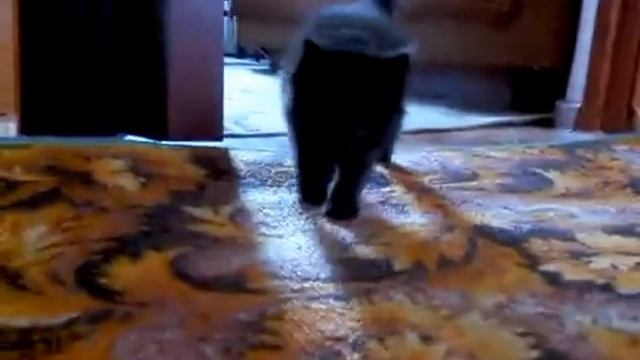 мой кот любит Hip-hop!!