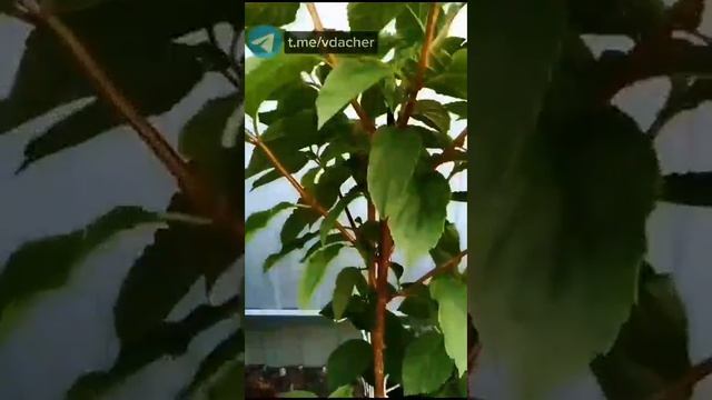 B7661ae686ade03f5841a8b34a0c7f8c