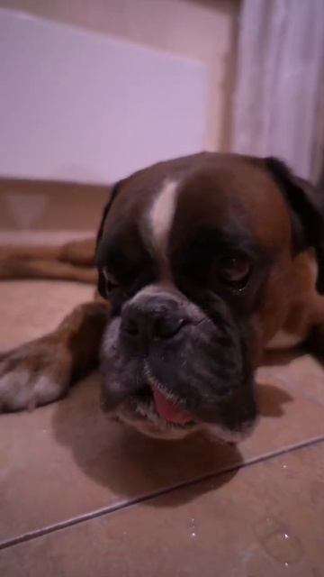 Тайсон мыло ест 😁🥰