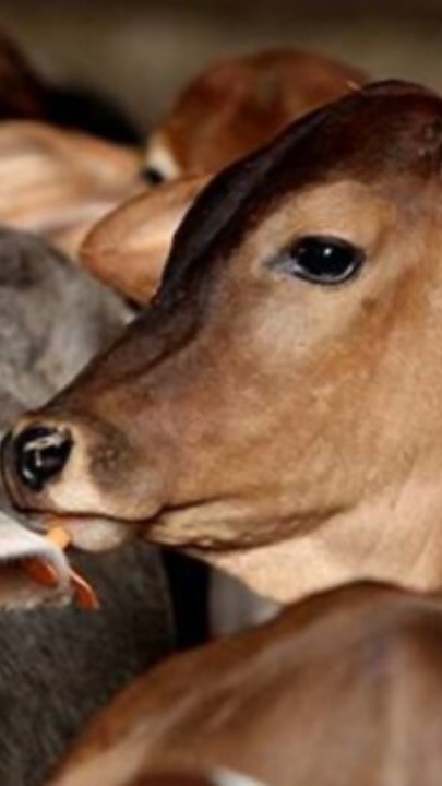 🐄Добрые дела: 
Кормление коров у холма Говардхана, Вриндаван