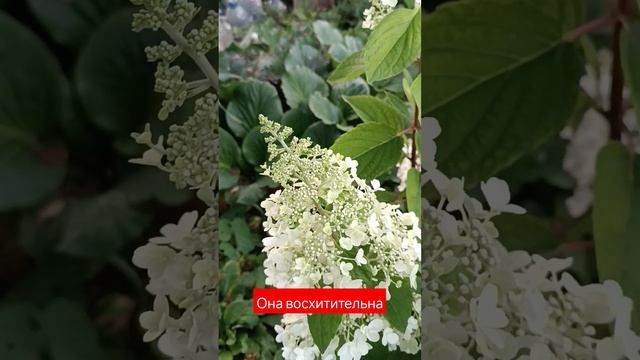 гортензия метельчатая Винки Пинки #сад #дача #красота
