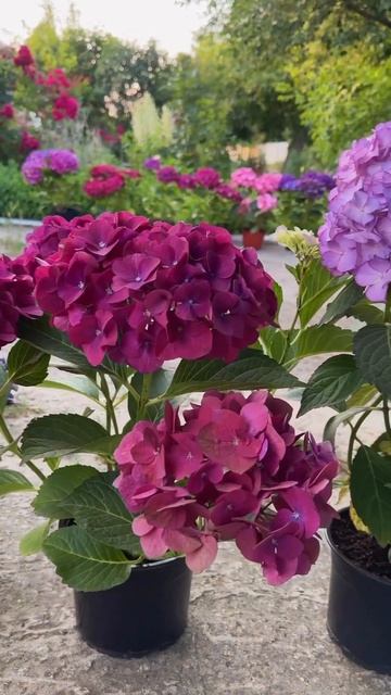 Сортовая гортензия, выращенная из полуфабриката. #гор?