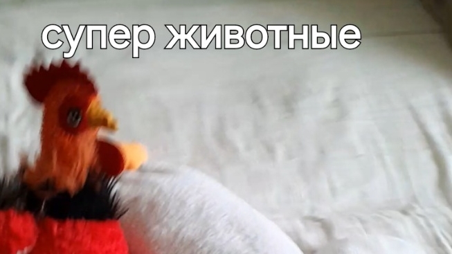 супер животные 2серия 1сезон
