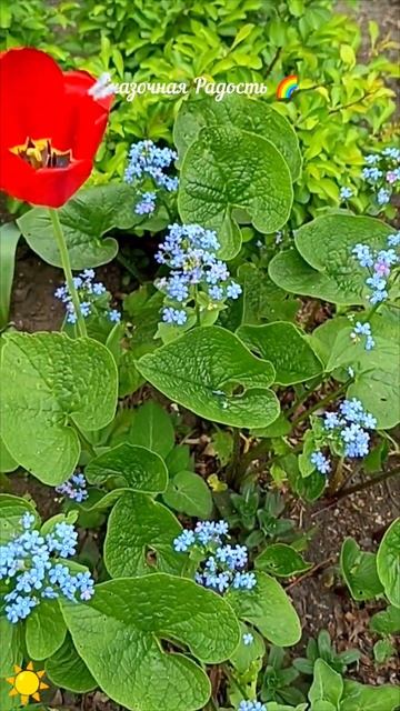 #весна🌷#цветульки🌷#красота🌷#эмоции#клумба#саратов#