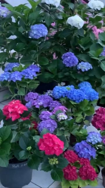 #fabolo#blue #hydrangea #гортензия #garden #гортензія #flowers #park#jardin #ア?