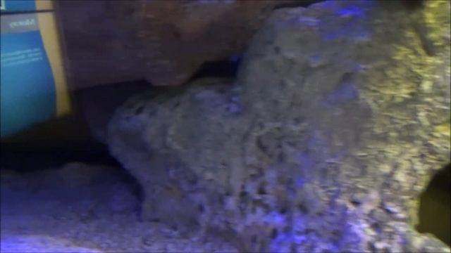 США VLOG: Видео без концовки/Многодетные будни - 26 июля 2018