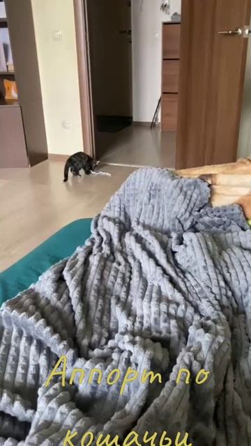 Аппорт по кошачьи