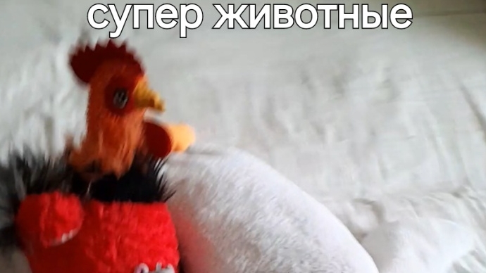 супер животные 1 серия 1сезон