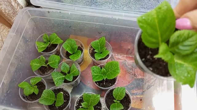 42.РЕЗУЛЬТАТ УКОРЕНЕНИЯ ЧЕРЕНКА ВО МХЕ!МОИ ОШИБКИ-НАБИ?