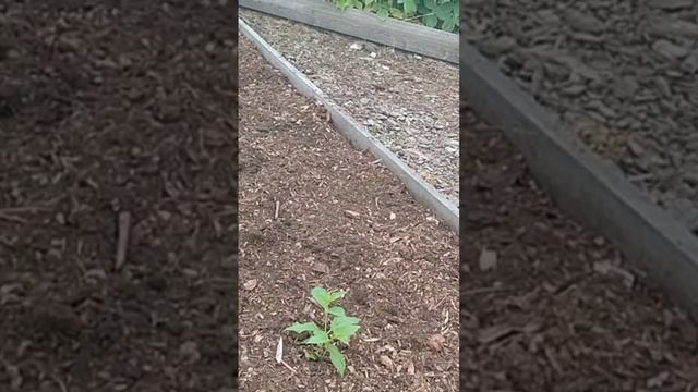 Гортензии.   Посадка в прикоп.