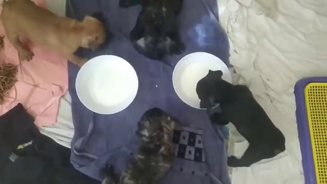 Мопс. Прикольное видео. Смешное видео с щеками. Мопс это весело.