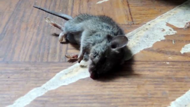 Мышонок под дозой! - A Funny Little House Mouse)