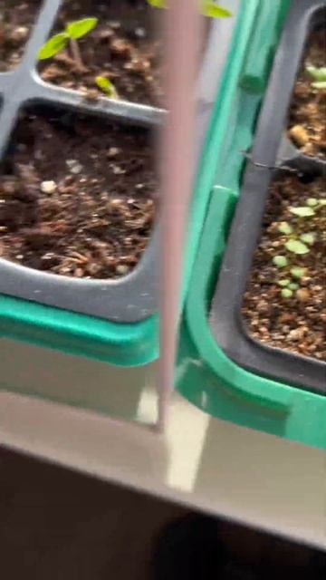 5. Обзор рассады. 21.03.2025 #обзоррассада