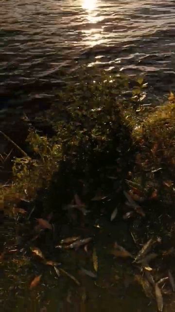 Москва Река на солнце