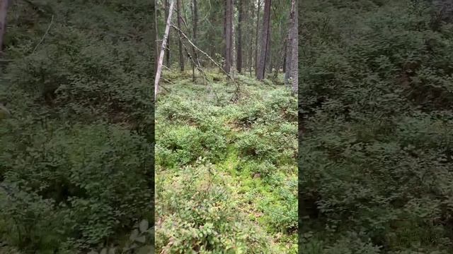 Красивая природа и вкуснейшая черника #лес#природа#яг?