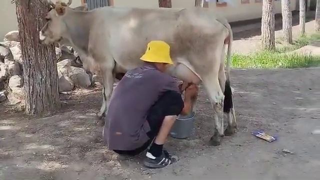 ЯКСАР ГОВИ ГУСОЛАДОРИ ФУРУШИ ТЕЛЕФОН  400 01 78 01.   6 августа 2024 г.