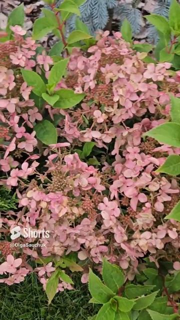 10 августа 2024. Гортензии Little Love, Candlelight, Diamant Rouge, Little Lime, Va