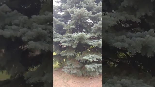 #shorts Лесная красавица!The Forest Queen