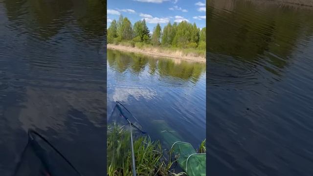 Беларусь, Могилевская область. Майские караси