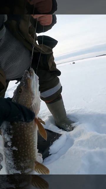 9d29942827823b5ab9894cf0ad172929