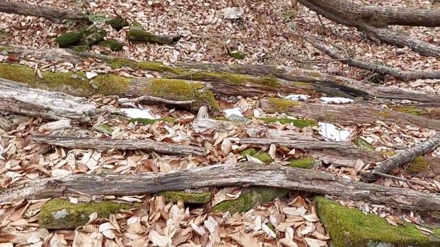 Путешествие в древнее городище 