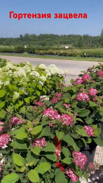 В Ниваки сезон гортензий наступил!В полном цвету сорт?