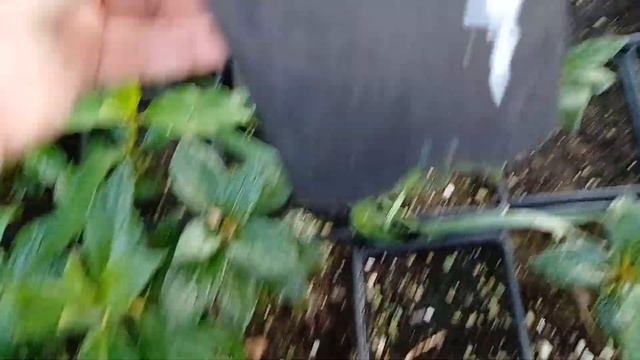 84f0355a6406c206441cc5327e76719b